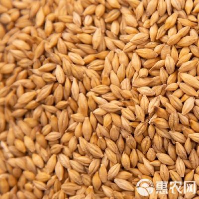 大麥批發指南 從帶殼飼料到五谷雜糧的全方位谷物銷售